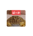 ベルツノガエルのべるさん ドライ（個別スタンプ：1）