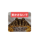 ベルツノガエルのべるさん ドライ（個別スタンプ：6）