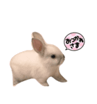 うさぎのみるくちゃん♡（個別スタンプ：1）
