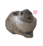 うさぎのみるくちゃん♡（個別スタンプ：7）