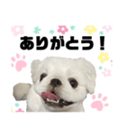 ペキニーズのたくぞうさん（個別スタンプ：1）