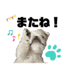 ペキニーズのたくぞうさん（個別スタンプ：3）