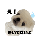 ペキニーズのたくぞうさん（個別スタンプ：8）