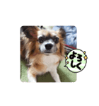 いつものらいらい（個別スタンプ：1）