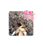 いつものらいらい（個別スタンプ：6）