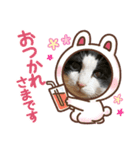 8ねこちゃんずのかぶりもの（個別スタンプ：4）