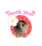 8ねこちゃんずのかぶりもの（個別スタンプ：5）