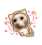 8ねこちゃんずのかぶりもの（個別スタンプ：6）
