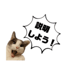ネコのニコの使えるかもしれないスタンプ（個別スタンプ：3）