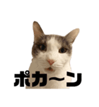 ネコのニコの使えるかもしれないスタンプ（個別スタンプ：11）
