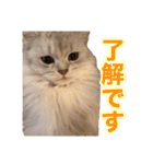 白猫まろん2♡（個別スタンプ：1）