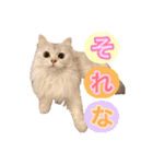 白猫まろん2♡（個別スタンプ：4）
