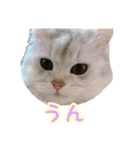 白猫まろん2♡（個別スタンプ：5）