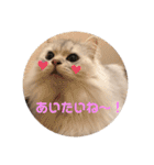 白猫まろん2♡（個別スタンプ：18）