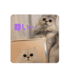 白猫まろん2♡（個別スタンプ：19）