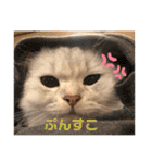 白猫まろん2♡（個別スタンプ：28）