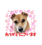 ずぅーきぃーときなちゃん（個別スタンプ：13）
