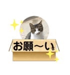 送るごとにカワイイ猫たちのスタンプ（個別スタンプ：5）