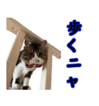 猫リハスタンプ（個別スタンプ：6）