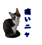 猫リハスタンプ（個別スタンプ：21）