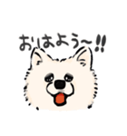 FluffySamoyed（個別スタンプ：1）