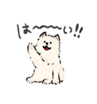 FluffySamoyed（個別スタンプ：5）