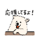 FluffySamoyed（個別スタンプ：29）