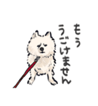 FluffySamoyed（個別スタンプ：34）