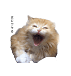 猫が代弁してくれる2（個別スタンプ：1）
