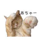 猫が代弁してくれる2（個別スタンプ：2）