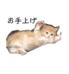猫が代弁してくれる2（個別スタンプ：6）