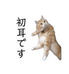猫が代弁してくれる2（個別スタンプ：7）