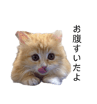 猫が代弁してくれる2（個別スタンプ：8）