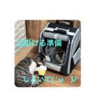 アルナハ4（個別スタンプ：2）
