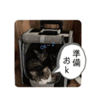 アルナハ4（個別スタンプ：3）