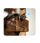 アルナハ4（個別スタンプ：6）