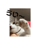 アルナハ4（個別スタンプ：8）