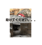 アルナハ4（個別スタンプ：14）