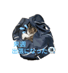 アルナハ4（個別スタンプ：21）
