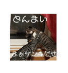 アルナハ4（個別スタンプ：22）