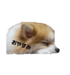 ひめと琥珀（個別スタンプ：1）