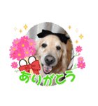 ジョン♪（個別スタンプ：11）