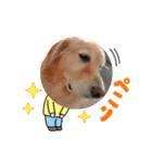 ジョン♪（個別スタンプ：31）