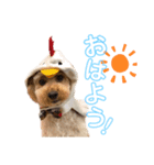 わんぱくトイプーの日常2（個別スタンプ：1）