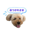 わんぱくトイプーの日常2（個別スタンプ：2）