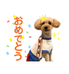 わんぱくトイプーの日常2（個別スタンプ：3）