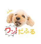 わんぱくトイプーの日常2（個別スタンプ：6）