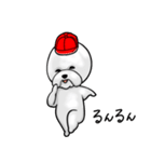 紅白帽ビションフリーゼ（個別スタンプ：21）