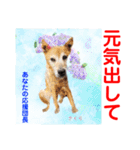 赤いりぼんの輪を広げたいワン①（個別スタンプ：2）