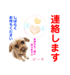 赤いりぼんの輪を広げたいワン①（個別スタンプ：3）